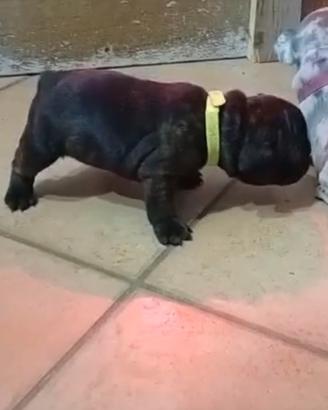 Bulldog francese bringee femmina