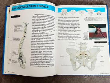 Conoscere il Corpo Umano - Atlante Anatomia - Libri e Riviste In vendita a  Isernia