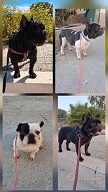 Bulldog Francesi
