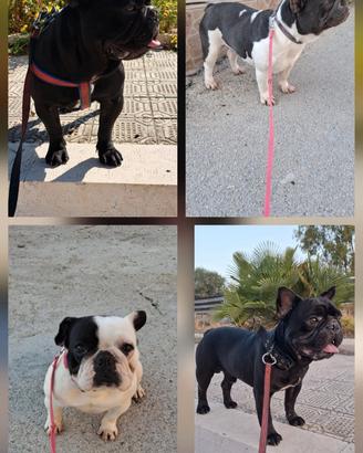 Bulldog Francesi