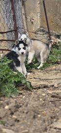 Husky maschietto