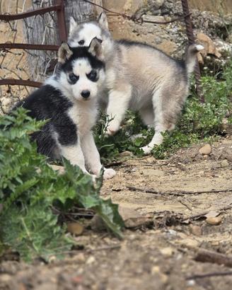 Husky maschietto