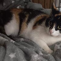 Stella gattina 5 mesi