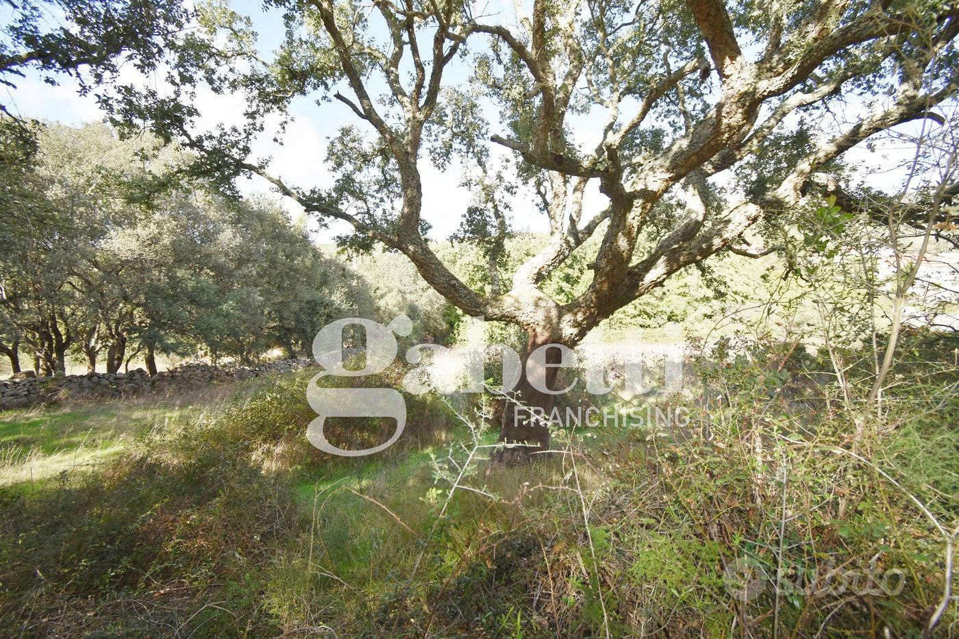 Terreno Agricolo Santa Teresa Gallura - Vista 3