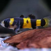 RAINBOW FISH - GOBIDAE vari colori