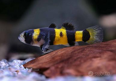 RAINBOW FISH - GOBIDAE vari colori