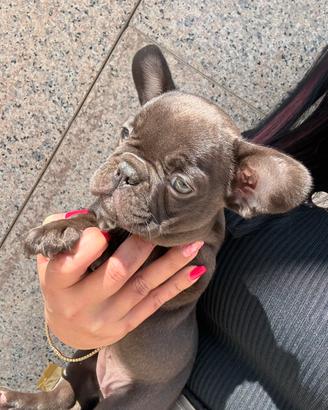 Bulldog francese blufawn