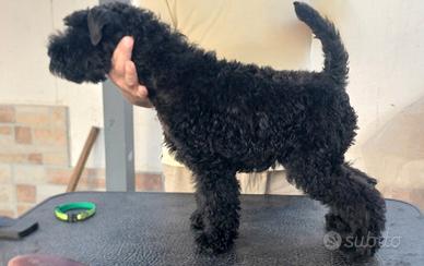 kerry blue terrier 