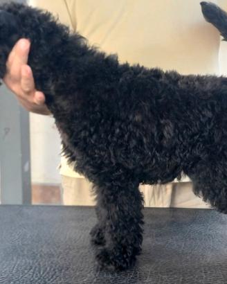 kerry blue terrier 