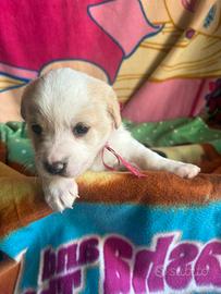 Cuccioli un mese taglia media