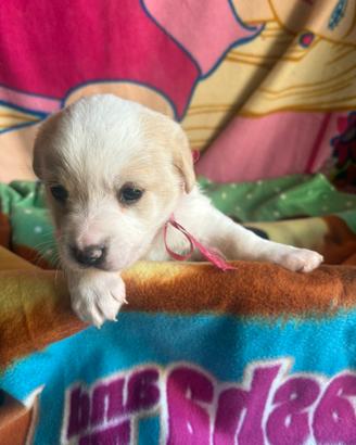 Cuccioli un mese taglia media