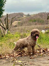 Lagotto Romagnolo Femmina da Tartufo