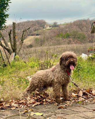 Lagotto Romagnolo Femmina da Tartufo