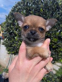 Chihuahua mini toy