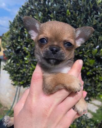 Chihuahua mini toy