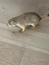 Cane della prateria per accoppiamento
