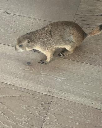 Cane della prateria per accoppiamento