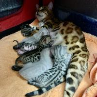 Gatti Bengala cuccioli pedigree ENFI