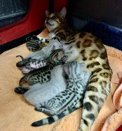 Gatti Bengala cuccioli pedigree ENFI