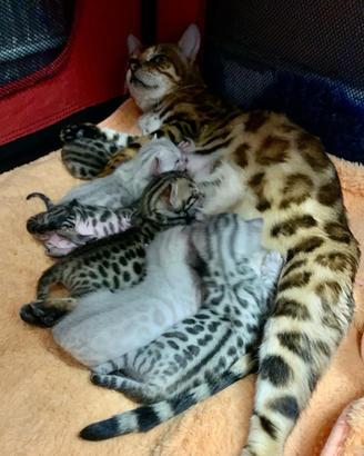 Gatti Bengala cuccioli pedigree ENFI