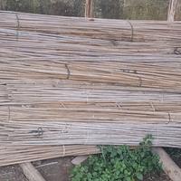 Circa 300 canne di bamboo per giardinaggio