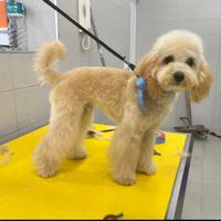 Barboncino Toy Per Monta