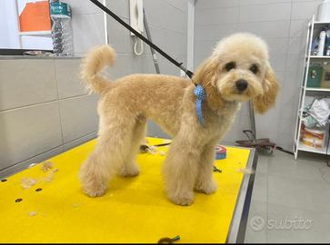 Barboncino Toy Per Monta