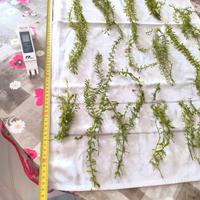 pianta facile  6 mazzetti XL rotala rotundifolia