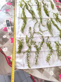 pianta facile  6 mazzetti XL rotala rotundifolia