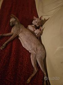 Canadian Sphynx 