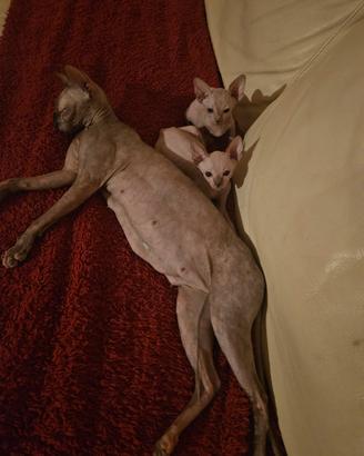 Canadian Sphynx 