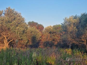 Terreno /rudere collabente