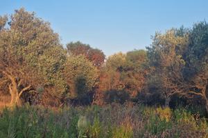 Terreno /rudere collabente