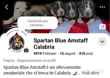 AMSTAFF BLUE cucciolo