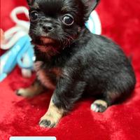 Chihuahua pelo lungo piccolo maschio