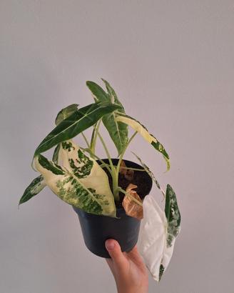 Piante esotiche