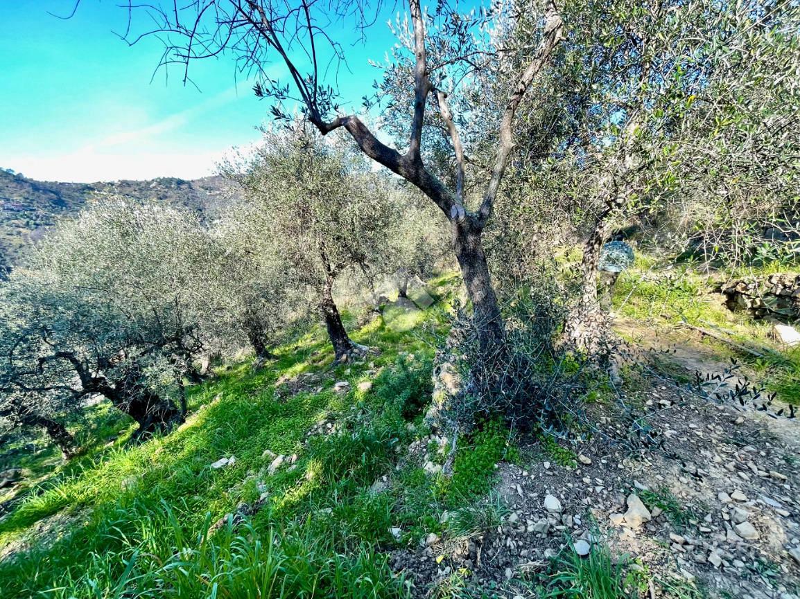TER. AGRICOLO A SANREMO - Vista 2