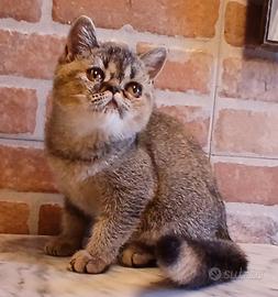 Exotic Shorthair (simile) Femmina Tortiie Ticked