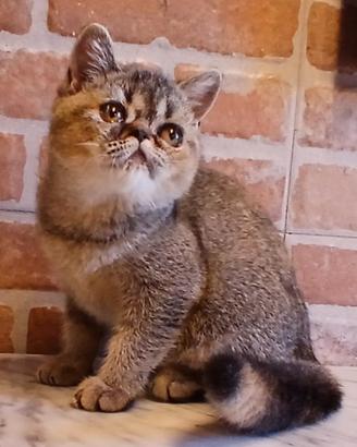 Exotic Shorthair (simile) Femmina Tortiie Ticked