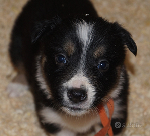 Cuccioli border collie