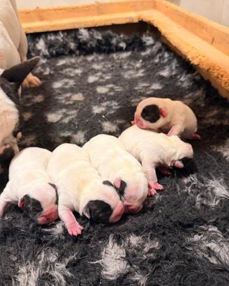 Bulldog francesi cuccioli maschi con pedigree