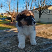 Cucciolo di Pastore Australiano