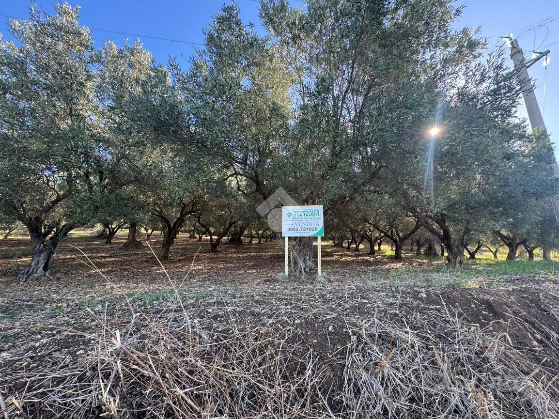TER. AGRICOLO A AMANTEA - Vista 2