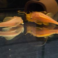 Coppia Ancistrus L144 giallo Blue eye RIPRODUTTIVA