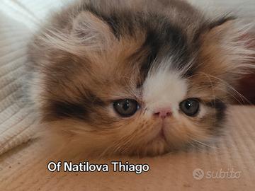 Gattino persiano