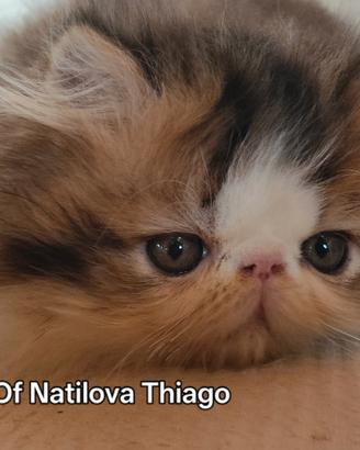 Gattino persiano