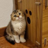 Scottish fold maschio
