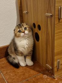 Scottish fold maschio