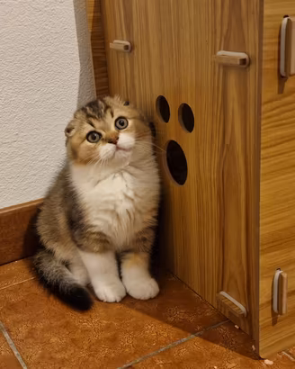 Scottish fold maschio