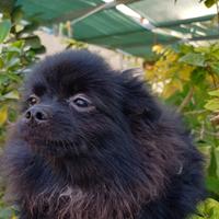 Spitz di Pomerania nano